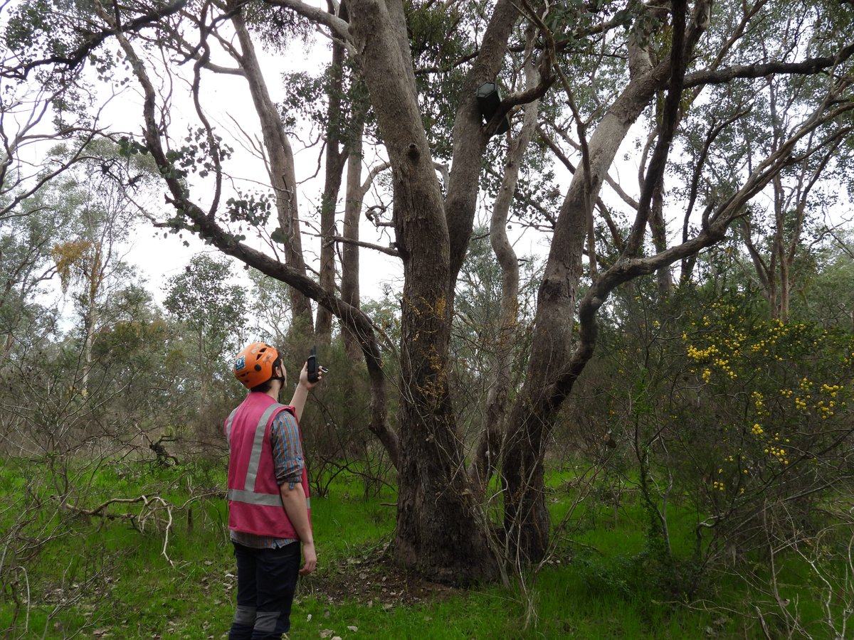 Great to get started on our <a href="/ParksVictoria/">Parks Victoria</a> Volunteering Innovation Fund Project with <a href="/E_R_Australia/">Ecology & Restoration Australia</a> - doing some ground work before getting the volunteers in! #ownpic