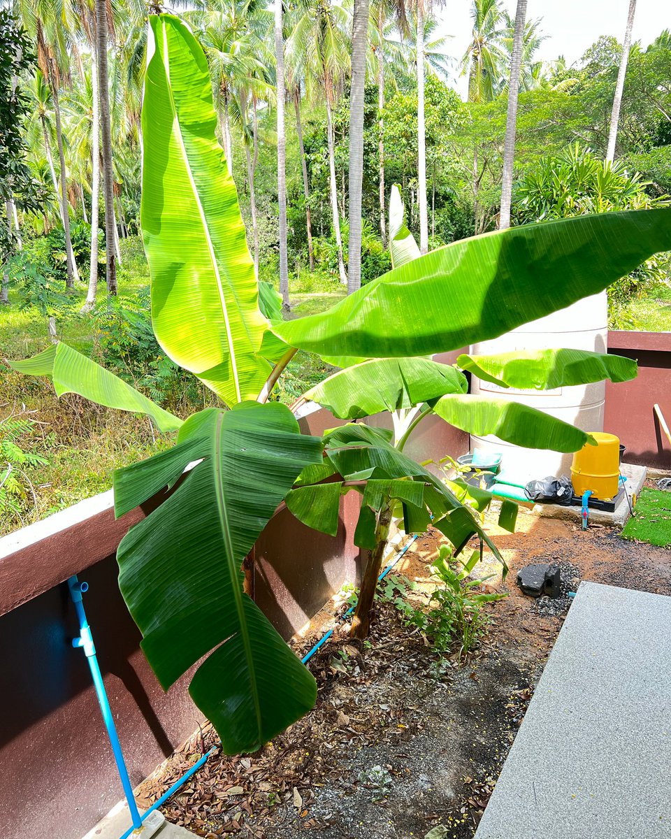 Banana trees are growing so fast