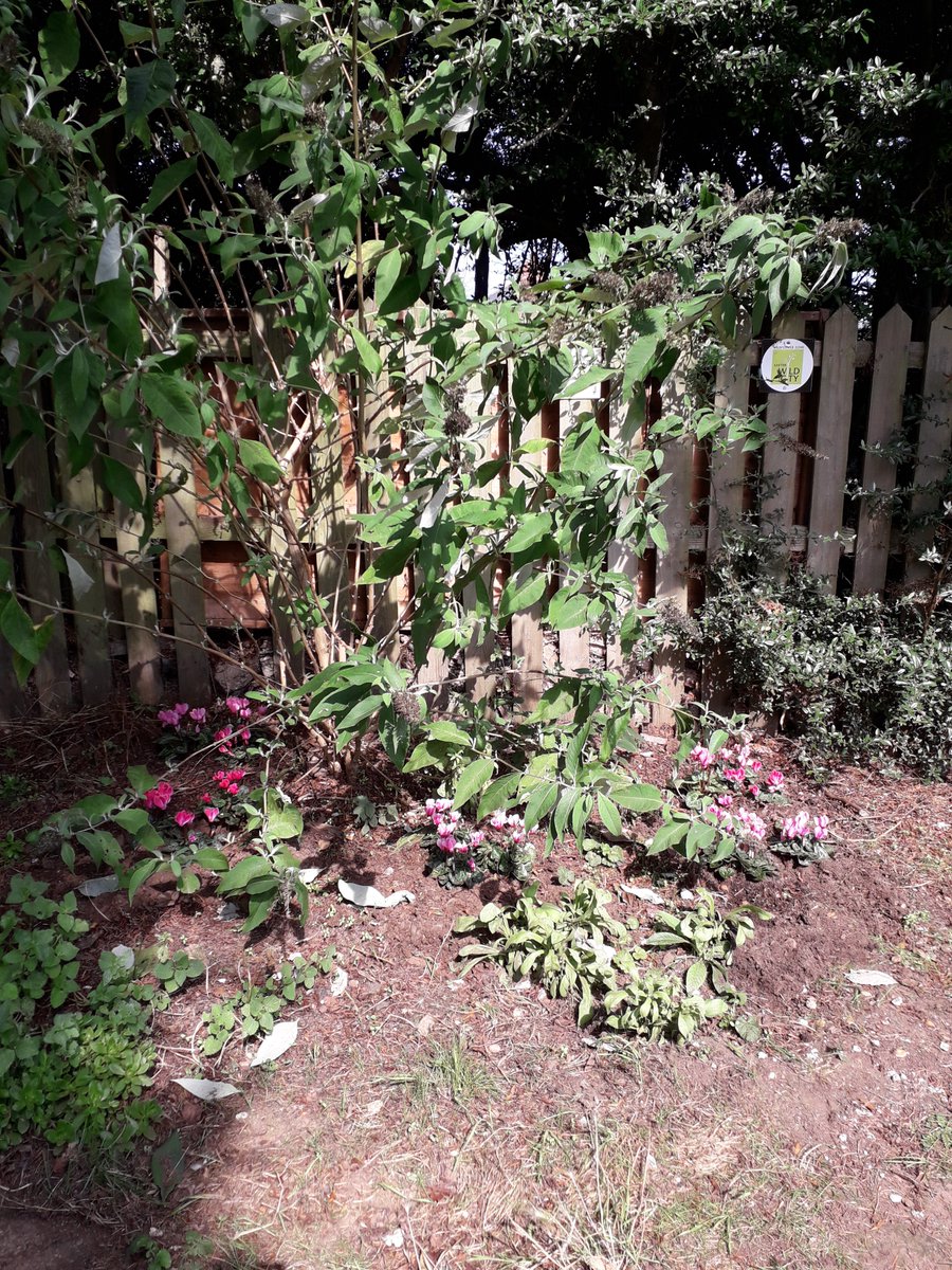 Another small corner of Wonford; added in some lovely pink cyclamen here yesterday, the plan being that as they are in flower at this time of year, they won't get mown down in the spring by the over-enthusiastic grasscutters! <a href="/ExeterCouncil/">Exeter City Council</a> <a href="/exeter_connect/">Exeter Connect</a> <a href="/ExeterCI/">Exeter Community Initiatives</a> #autumngives