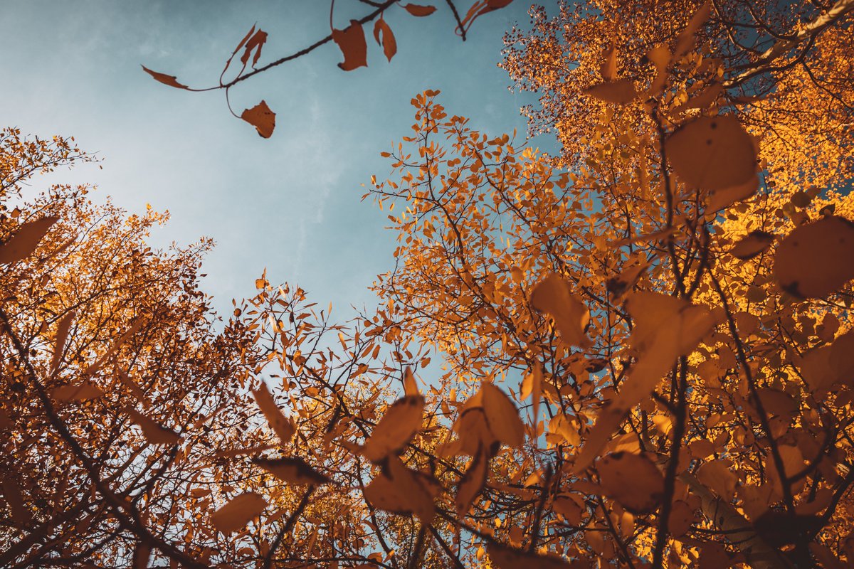 Good morning friends! I hope you will have a fantastic day! 
This one was fall of 2020 in Colorado. Been feeling the chilly mornings lately, and it makes me so pumped for fall!