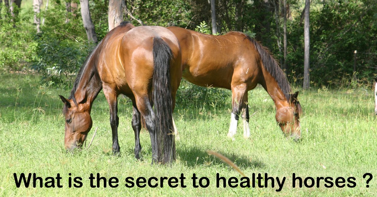 EquicultureJane's tweet photo. Horse owners wanting to know how to create a better 'lifestyle' for your horses, save time, energy and improve the health of your land? We have a whole series of talks coming up in Eng and Aus, with more to follow see here https://t.co/cd4meybohq. #EquicentralSystem #HealthyHorse https://t.co/YIrikGavTJ
