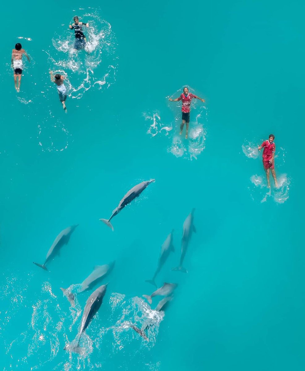 السباحة مع الدلافين في سلطنة عُمان 🇴🇲 

📍قرية السويح - جعلان بني بو علي