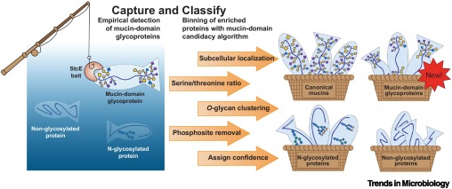 Trends in Microbiology (@trendsmicrobiol) on Twitter photo Out online now:
Abigail Reeves and Mia Huang spotlight the <a href="/NatureComms/">Nature Communications</a> paper by <a href="/CarolynBertozzi/">Carolyn Bertozzi</a> <a href="/StacyMalaker/">Stacy Malaker</a> and colleagues on the human mucinome.
cell.com/trends/microbi… Out online now:
Abigail Reeves and Mia Huang spotlight the <a href="/NatureComms/">Nature Communications</a> paper by <a href="/CarolynBertozzi/">Carolyn Bertozzi</a> <a href="/StacyMalaker/">Stacy Malaker</a> and colleagues on the human mucinome.
cell.com/trends/microbi…