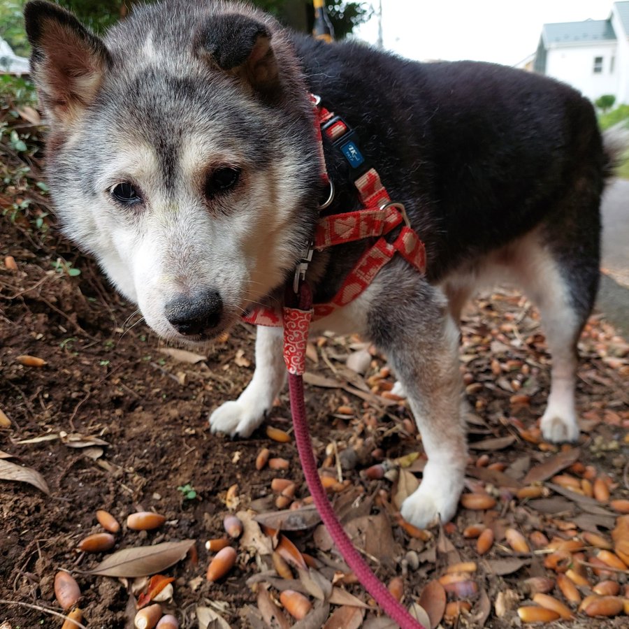17歳の犬のペースでゆっくり散歩してたら こんなになっちゃうんだ かわいそう と心ないひと言 可愛いけどかわいそうではない まいどなニュース