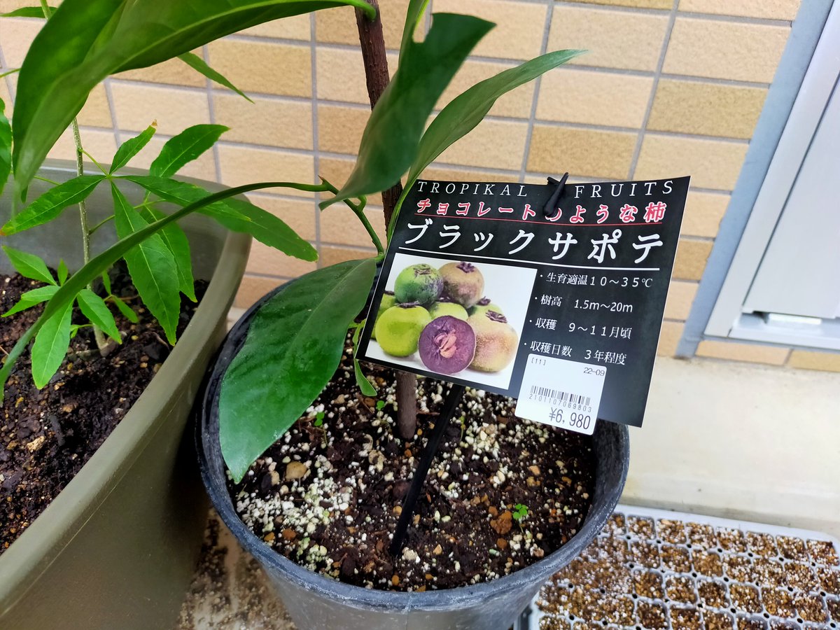 yurunou's tweet photo. 念願のブラックサポテの苗ゲット！！

#ブラックサポテ https://t.co/vCOQIhujKF
