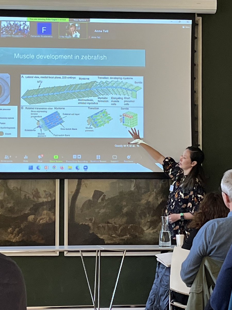 Fernando Rivadeneira (@frivadei) on Twitter photo Muscle phenotyping in zebra fish models by <a href="/ErikaKague/">Erika Kague</a>… kicking off second day of the <a href="/CostGemstone/">GemstoneCOST</a> annual meeting. #genomics Muscle phenotyping in zebra fish models by <a href="/ErikaKague/">Erika Kague</a>… kicking off second day of the <a href="/CostGemstone/">GemstoneCOST</a> annual meeting. #genomics