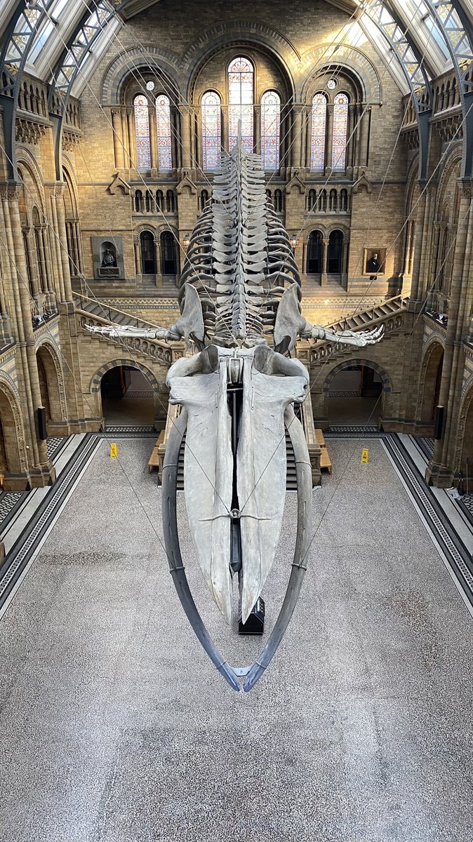 Load in for the <a href="/UKEnterprise/">EnterpriseUK</a> gala 22 for <a href="/BBCCiN/">BBC Children in Need</a> <a href="/NHM_London/">Natural History Museum</a> has begun