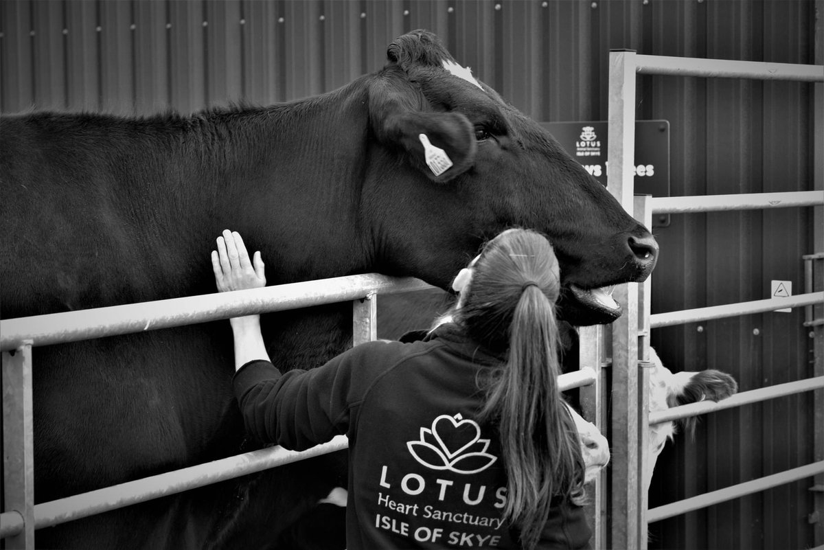 heart_sanctuary's tweet photo. “Lynn gets a smile from gentle giant Prince xx” 

Photo &amp; caption by Simon Holding

I love this photo with all my heart - thanks Simon ❤️🐄❤️ 

#SavedFromSlaughter

Follow Nipper &amp; Prince @prince_moo_moz 
.
.
.
.
#VeganForTheAnimals #Vegan #AnimalRights #FriendsNotFood https://t.co/JXJ4sADbJU