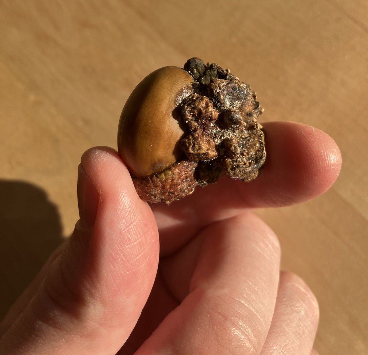 Rob_Wenzl's tweet photo. Okay, was bitte hat meine Tochter da gefunden?! Sieht aus, als wäre es zur einen Hälfte eine Eichel und zur anderen eine Walnuss. Und nein, es ist nicht gebastelt. 

Kann jemand helfen? 

#botaniker #help https://t.co/cXMBwAiFu6