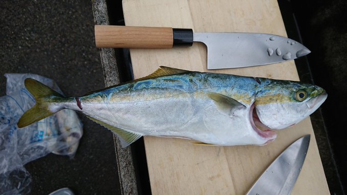 あとイナダも釣れた✌️ 