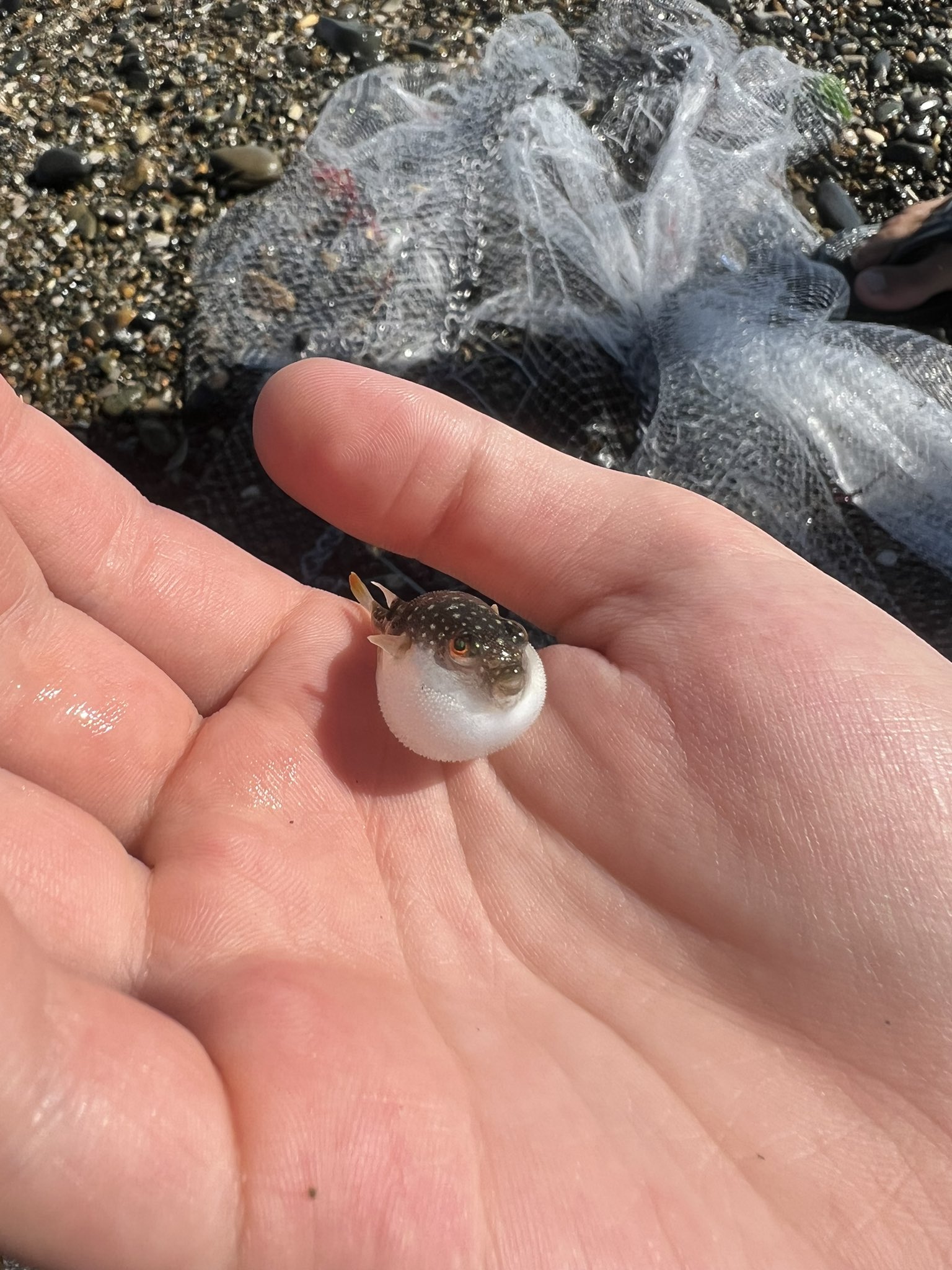 توییتر ホモサピ در توییتر この前フグの赤ちゃん捕まえたらバリ怒ってて草生えた 勝てるわけないだろ人間に T Co Xegbdoxnbx