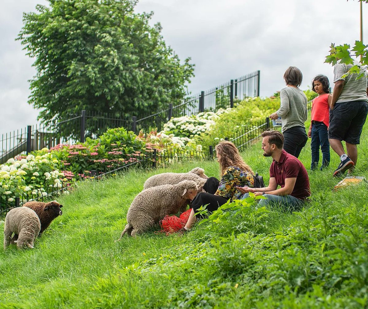 Groene_agenda's tweet photo. Zaterdag 24 september 10.00-16.00 uur #Burendag @dakpark 🌿maak kennis met: #tuinieren in de #Buurttuin, de #dakkippen, 't nieuwe #kippenhok 🐔, de #schapenweide🐑, de #insectentuin, de #verftuin, de #fruithaag, de #composthoop en #tinyhouse. Lees 't 📲:
https://t.co/Om8eLhnG3V https://t.co/F3P3BL5oh2
