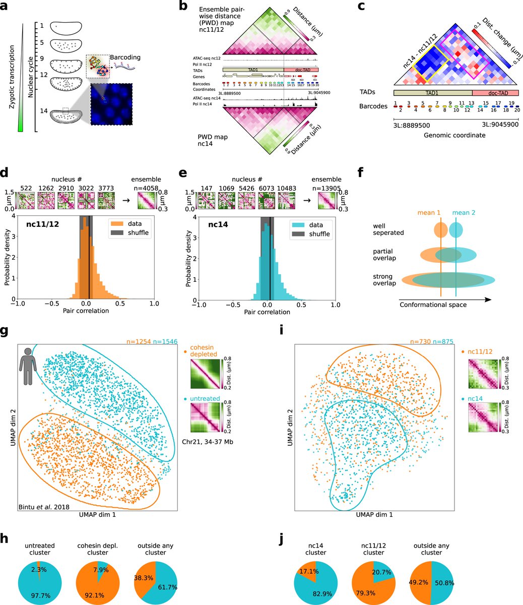 Researchers @marcnol <a href="/MessinaOlivier1/">Messina Olivier</a> <a href="/ma_goetz/">mgötz</a> apply a multiplexed DNA-FISH Hi-M method to dissect the sources of heterogeneity in topologically associating domain (TAD)-like organization during Drosophila embryogenesis.

go.nature.com/3Rc3ddC