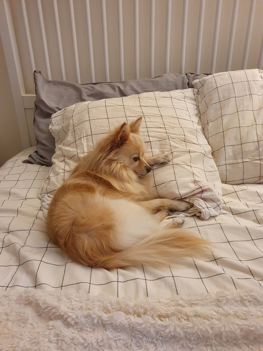 farfadine's tweet photo. @LaMouetteF Ma chienne ne resterait pas longtemps dans cette boîte 😅 https://t.co/9BKpKHGllX