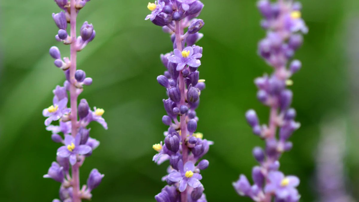 Vaste_Tuinplant's tweet photo. #Leliegras (Liriope #muscari>> https://t.co/RjrudXZoAE) met op #blauwedruifjes lijkende prachtige paarse #bloemen die uit het grasachtige blad groeien. Leliegras begint pas aan het einde van de zomer echt te bloeien. De bloemen blijven vervolgens tot ver in het najaar aanwezig. https://t.co/3redNQRyAL