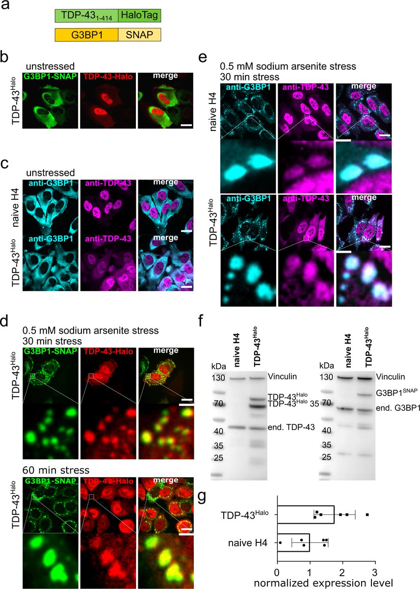 NatureComms's tweet photo. Scientists use single molecule tracking and find a stress-induced reduction in TDP-43 mobility in the cytoplasm, potentially relevant for TDP-43 3 aggregation. @danzer_karin, @michaelis_jens 

https://t.co/5MUHzNBlkJ https://t.co/SvQqJOxBXc