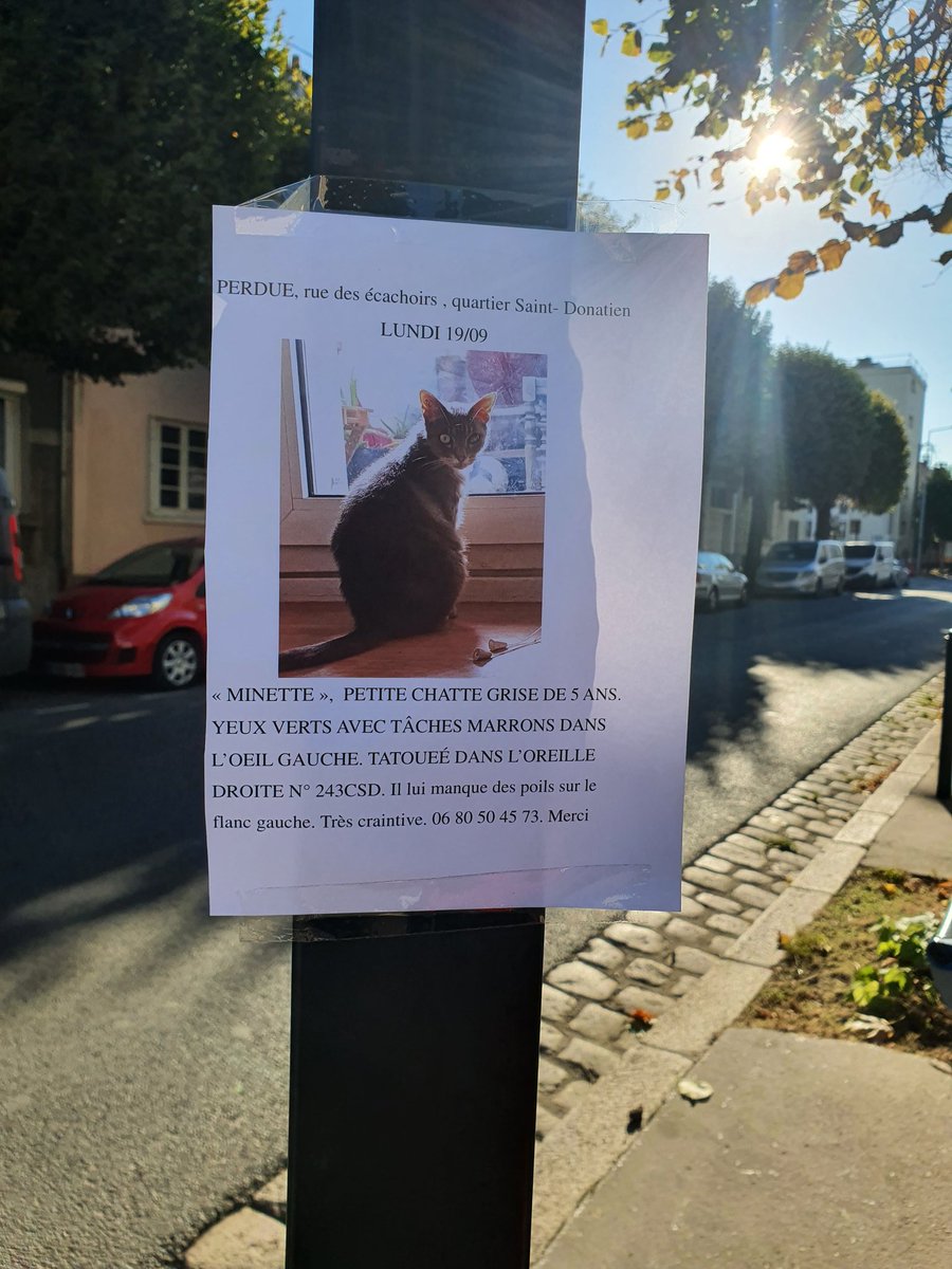 farfadine's tweet photo. Il y a de plus en plus de chats égarés dans mon quartier...c'est le 4ème en quelques semaines 😟. #chatperdu #Nantes #StDonatien https://t.co/URaEpodWPf
