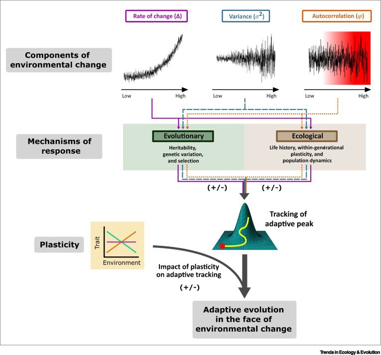 Anna C Vinton, PhD (@theoreticalanna) on Twitter photo Happy to share our new paper in <a href="/Trends_Ecol_Evo/">Trends in Ecology & Evolution</a> on the interplay between plasticity and evolution in response to different types of environmental change! <a href="/Rob_SalGo/">Rob Salguero-Gómez</a> <a href="/SalGoTeam/">SalGo Team</a> <a href="/iremsepil/">İrem Sepil</a> <a href="/sam_gascoigne/">Sam Gascoigne</a> <a href="/OxfordBiology/">Oxford Biology</a> <a href="/NSF/">U.S. National Science Foundation</a>
authors.elsevier.com/sd/article/S01… Happy to share our new paper in <a href="/Trends_Ecol_Evo/">Trends in Ecology & Evolution</a> on the interplay between plasticity and evolution in response to different types of environmental change! <a href="/Rob_SalGo/">Rob Salguero-Gómez</a> <a href="/SalGoTeam/">SalGo Team</a> <a href="/iremsepil/">İrem Sepil</a> <a href="/sam_gascoigne/">Sam Gascoigne</a> <a href="/OxfordBiology/">Oxford Biology</a> <a href="/NSF/">U.S. National Science Foundation</a>
authors.elsevier.com/sd/article/S01…