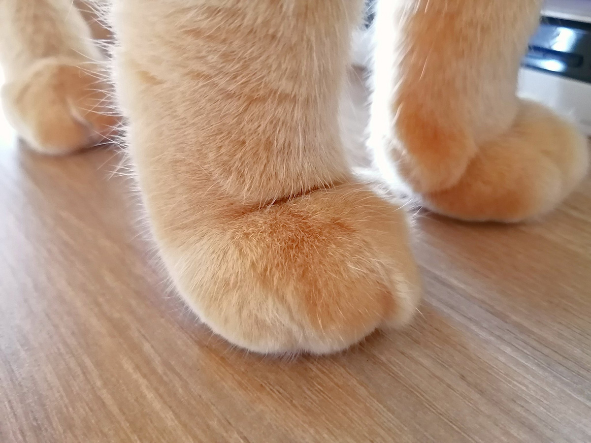 grapejapan's tweet image. Cat’s special cream bread warms hearts during cold weather in Japan

grapee.jp/en/210903

#cat #creambread