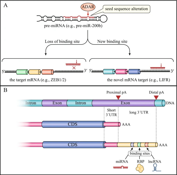 Journal of Experimental & Clinical Cancer Research (@journalofexper1) on Twitter photo Online! 🎯
#NoncodingRNAs and epithelial mesenchymal transition in cancer: molecular mechanisms and clinical implications
Read here 👇
jeccr.biomedcentral.com/articles/10.11…
#Metastasis
<a href="/IREISGufficiale/">IRE ISG IFO</a>
<a href="/Kristensen_Lab/">Lasse Sommer Kristensen</a> Online! 🎯
#NoncodingRNAs and epithelial mesenchymal transition in cancer: molecular mechanisms and clinical implications
Read here 👇
jeccr.biomedcentral.com/articles/10.11…
#Metastasis
<a href="/IREISGufficiale/">IRE ISG IFO</a>
<a href="/Kristensen_Lab/">Lasse Sommer Kristensen</a>