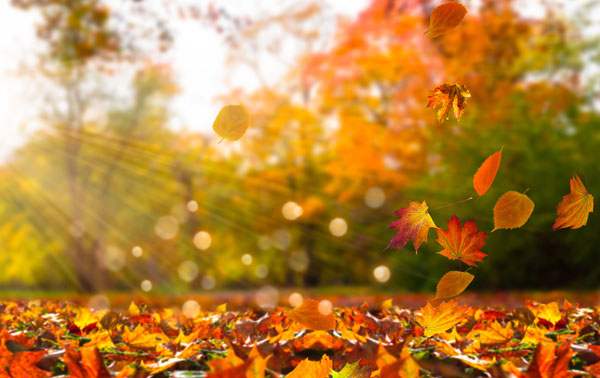 PHPSD's tweet image. It&apos;s fall—time for pumpkin spice lattes, cooler nights, and commercial roof maintenance. hubs.ly/Q01hrqsp0