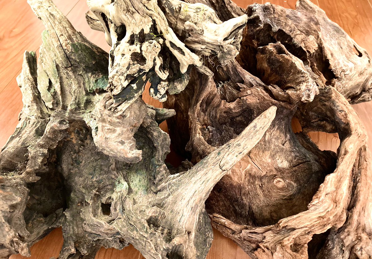 水槽ないのに流木買いまくりという謎 じゅえき太郎のイラスト