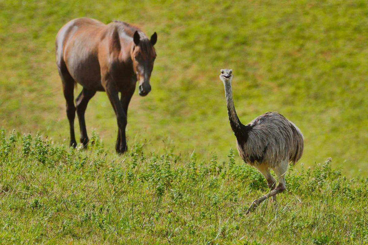 SO_Paysbasque's tweet image. Pays basque : « Pourquoi on s’attaque à Zaza ? » sudouest.fr/pyrenees-atlan…