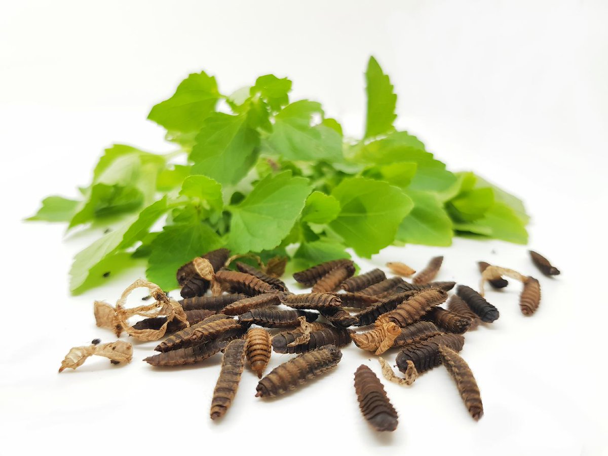 MAGLATAM's tweet photo. La primera empresa de #insectos #industriales de #Asia, #Nutrition #Technologies, cierra una ronda de capital de US$20 millones para lanzar #nuevos #productos y expandirse a nuevos #mercados.
https://t.co/BCX48pqC2A https://t.co/0jhsQeOKXi