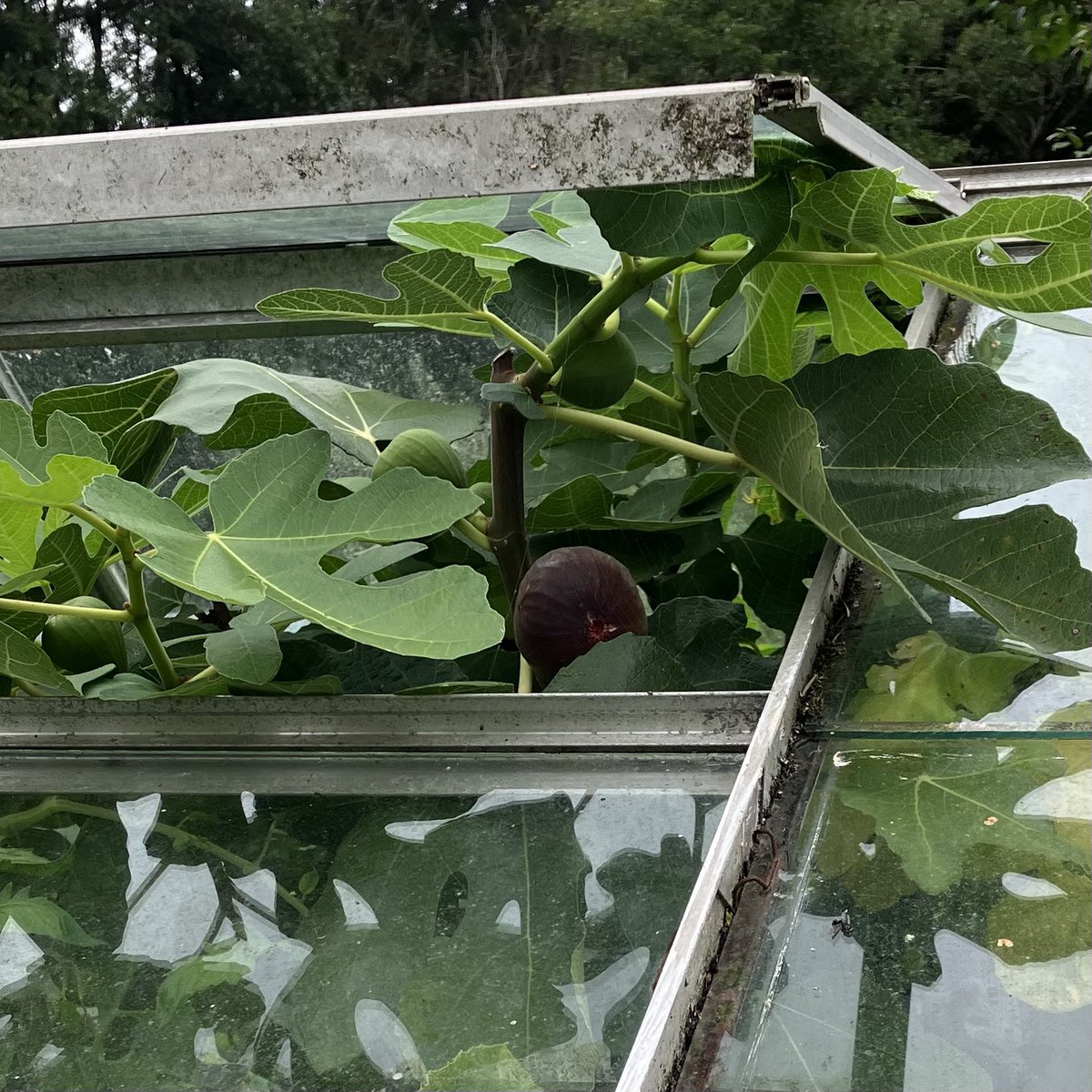 janet_t_55's tweet photo. #FigWatch is on!
#AllotmentLife #SeptemberJobs #greenhouse #GYO #GIY #Fig https://t.co/r4W79RDq36