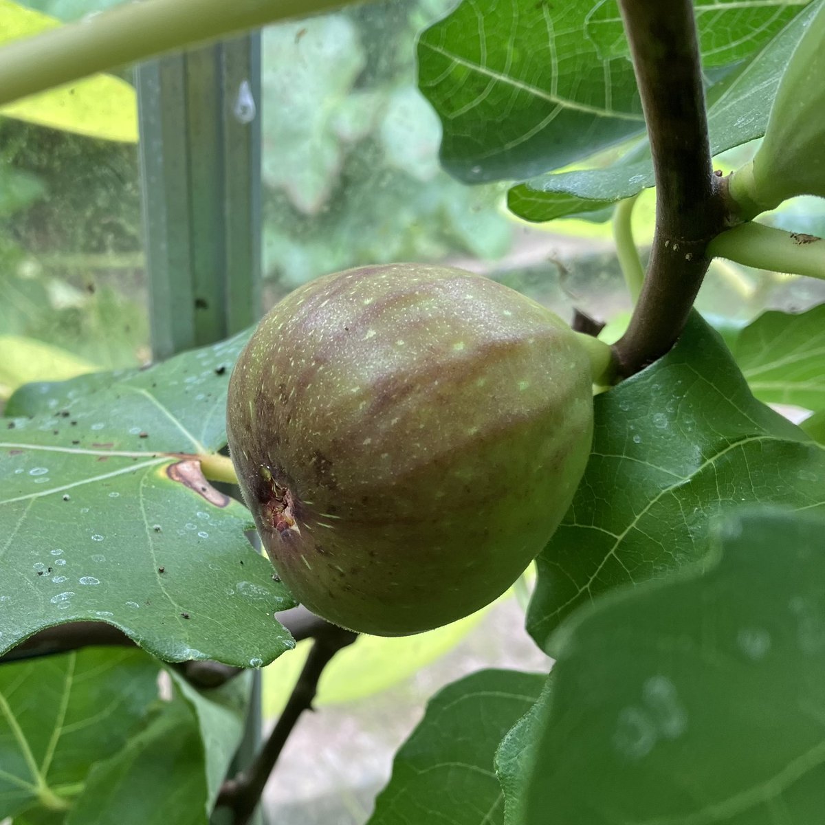 janet_t_55's tweet photo. #FigWatch is on!
#AllotmentLife #SeptemberJobs #greenhouse #GYO #GIY #Fig https://t.co/r4W79RDq36