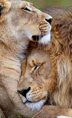 daly insaf tweet media