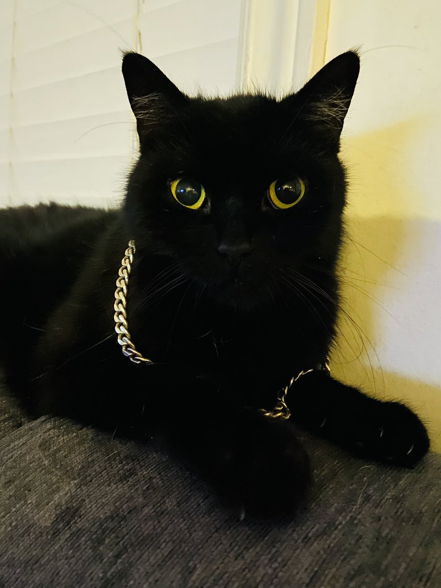 My Cat is more Gangsta than yours. Meow! <a href="/MooncatzNFT/">Mooncatz</a> <a href="/JamesCiesluk/">James</a> 

GM &amp; GG