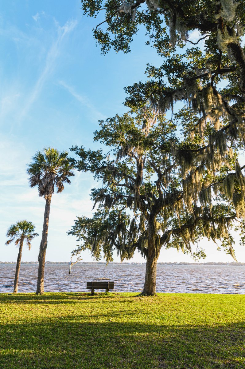 VisitSPC's tweet image. What's missing from this photo? You! Come find a moment of solitude at Philippe Park in Safety Harbor. 🌳☀️ #PhilippePark #SafetyHarbor