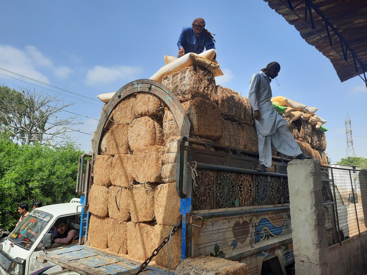 QuatrinaHosain's tweet photo. Al Hamdolillah loaded up twelve tonnes of bhoosa and chokar for farm animals and livestock starving on the roads and highways. Fodder will be distributed to those in need. Trucks also rolled out from Sukkur. @CDRSWORLD @cdrsbenji https://t.co/35OJZ6ARzJ