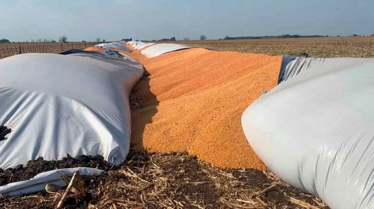 madorni's tweet photo. Rompieron silobolsas haciéndoles perder cientos de miles de pesos a los productores. Hay que liberar urgente el uso de armas en defensa de la propiedad privada. Increíble que ataquen a quiénes generan 400.000 empleos directos y son responsables del 70% de las exportaciones. Fin. https://t.co/EHylFFVFkw