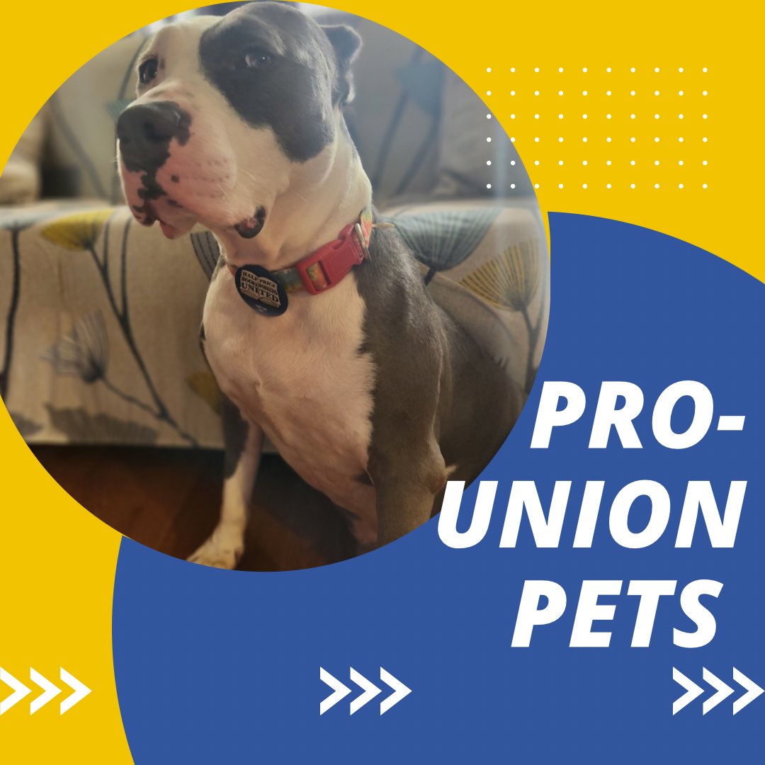 Voodoo says “ain’t nobody gonna bully me outta voting YES tomorrow!” Be like Voodoo. Show us your #prounionpet in solidarity!