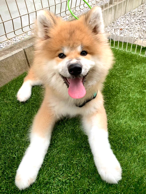 ぽんちゃん、いつも穏やかですが
今日は動物病院に行ってから若干
おこの為クソデカソフトクリーム
クッションをあげました 