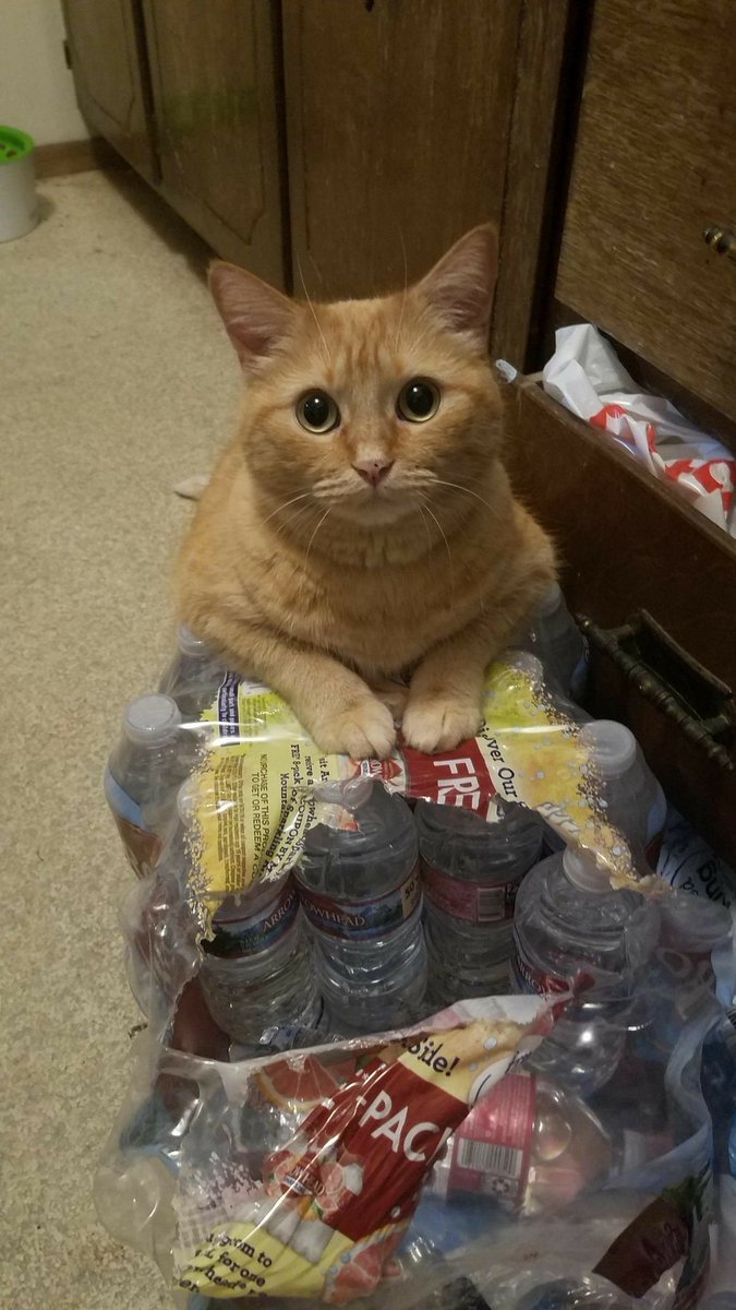 Dont Show Your Cat tweet media