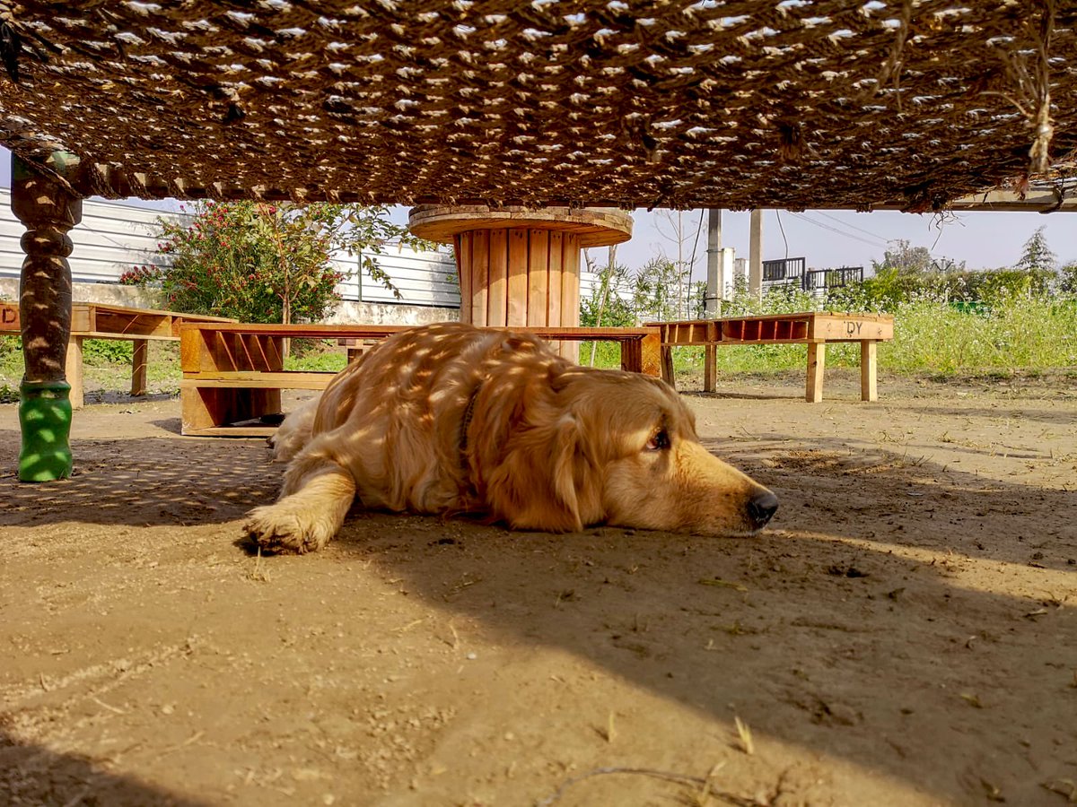 franklin_amit's tweet photo. Good Evening my #photography fam &amp;  #photographylovers #portraitmood #photo #photographer #photocards these were shot in one of the organic farms near #delhi in 2018. Show me your #farmshots #animallove &amp; I’ll 🔁 https://t.co/C98JHGQN35