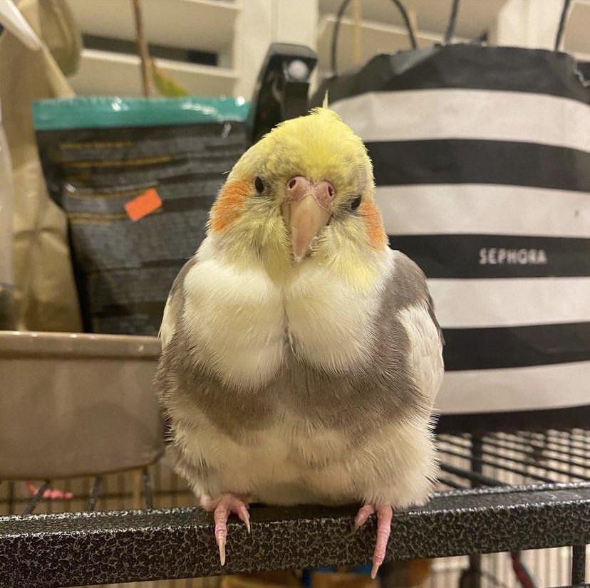 Look at this bird