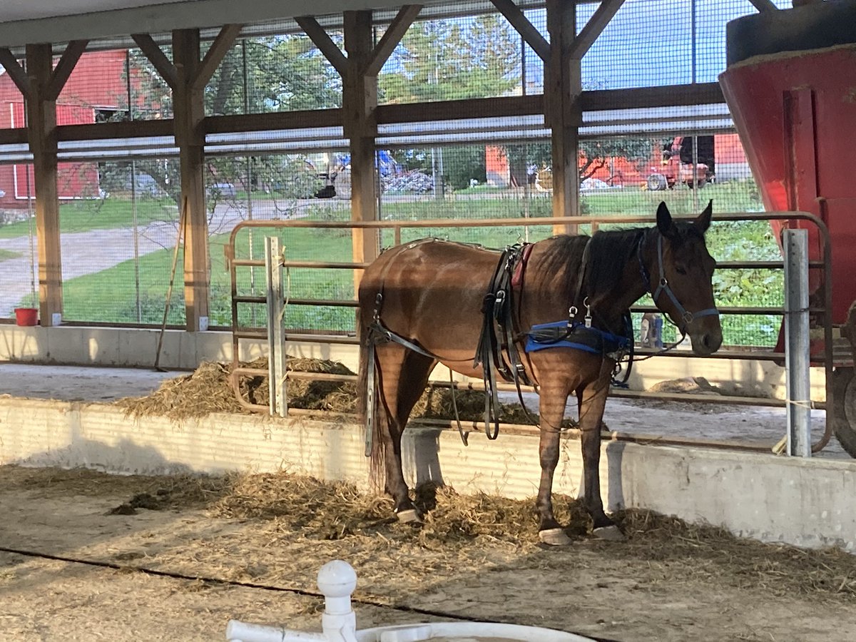 Turns out the extra storage space on the end of the new barn is also good for employee parking. 😁