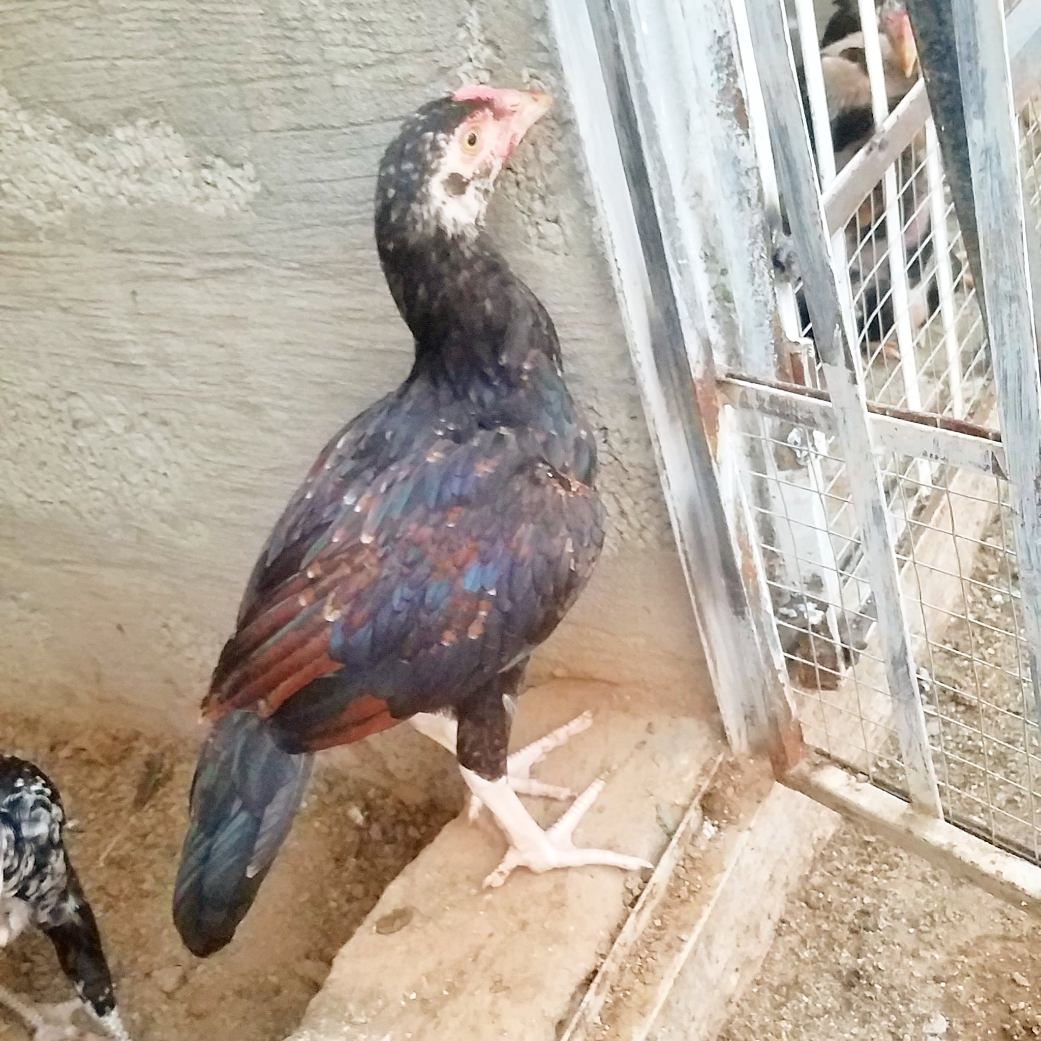 University Of Birds On Twitter Https T Co Guohopgdmz Twitter