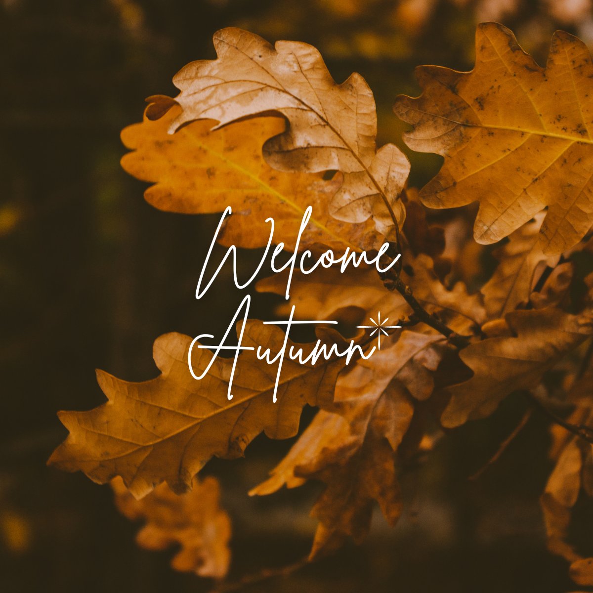 Happy first day of fall!  What is your favorite part of this season? leaves, candy, pumpkins, Halloween, food, pumpkin spice everything?