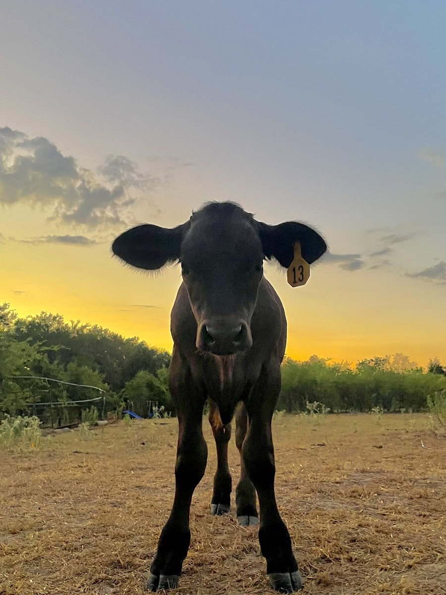 BmCattleCo_'s tweet photo. Pretty sunsets and pretty cattle 💙 https://t.co/IBbWqgKrV3