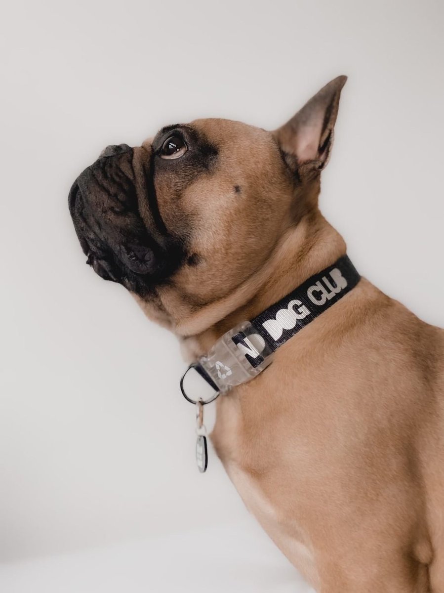 EDDGY9's tweet photo. Hello Twitter! 
We are so excited to be here and invite you into our BAD DOG CLUB 😎🐾 https://t.co/ZWMTJdpZl8