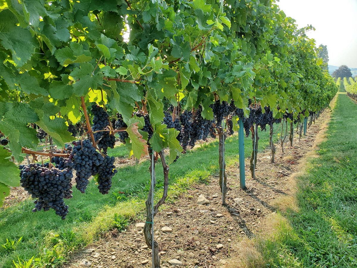 Over the weekend the Embassy team got together to partake in a traditional Slovenian grape harvest. Thank you to Six Wicket Vineyards for hosting and allowing us to share with you our family traditions! 

Six Wickets currently uses Slovenian oak barrels to age their wine!🍷🍇