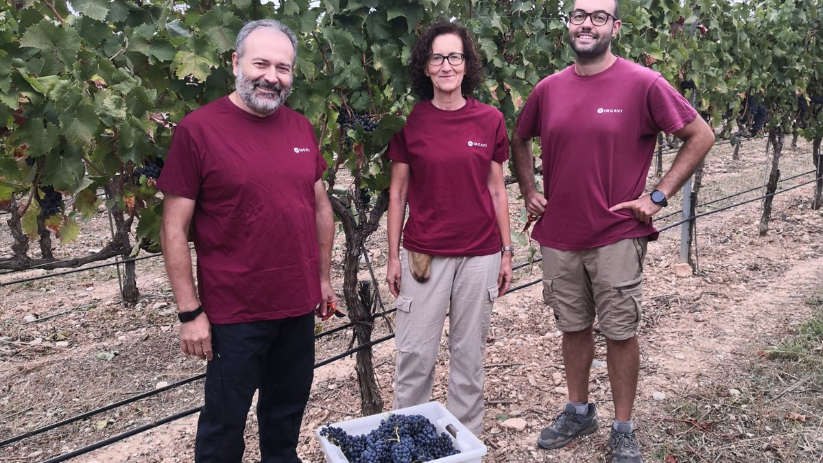 incavicat's tweet photo. A l'#INCAVI també veremem!
🍇 És moment de collir raïm a les vinyes experimentals. Collim #Trobat, varietat històrica que estem recuperant amb la @DO_CostersSegre i altres cellers
🎯Objectiu: potenciar varietats autòctones i el patrimoni de les vinyes recuperades
#Horitzó2025 https://t.co/HtBWJIRqHu