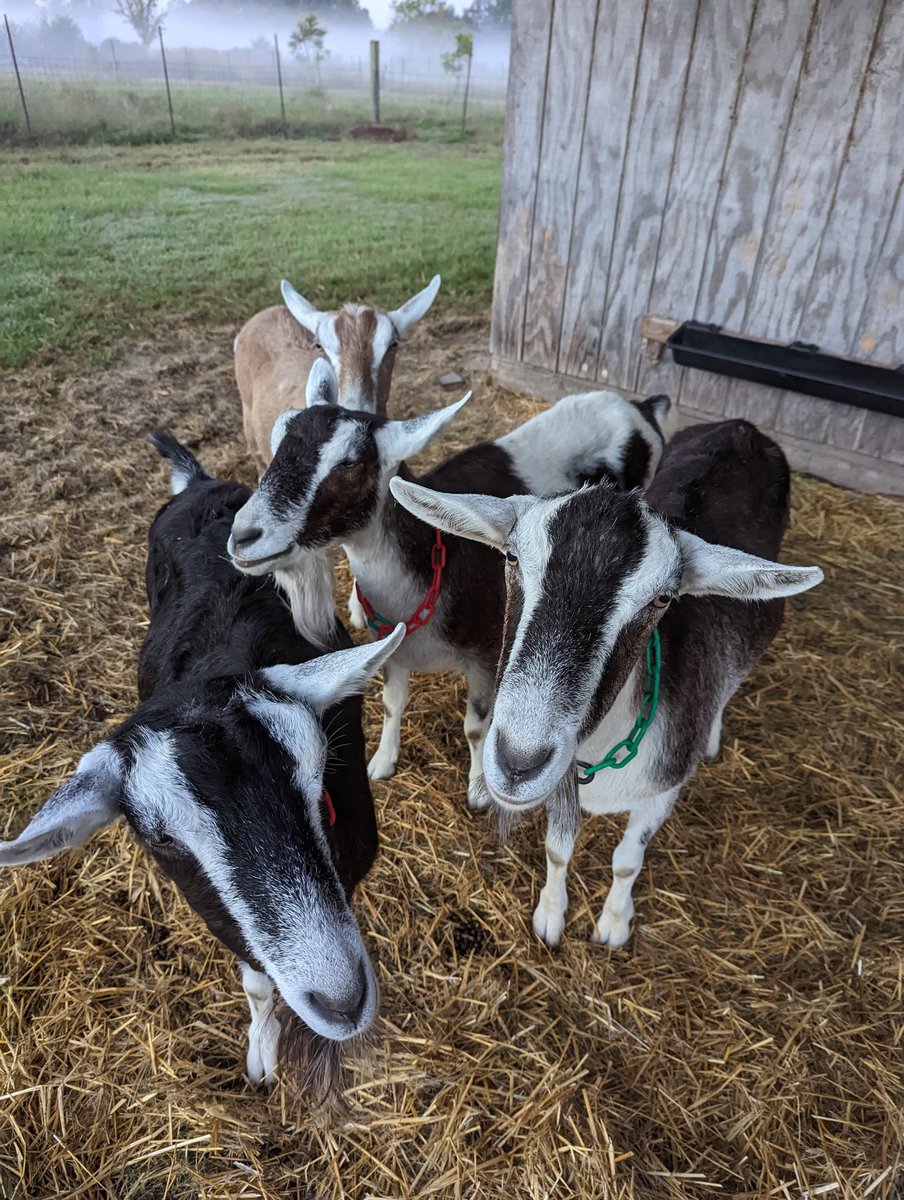 mikewaughbr's tweet photo. Took a picture of the girls that looks like a band promo. We could name them Does Before Bros. https://t.co/JV0YZxfdxM