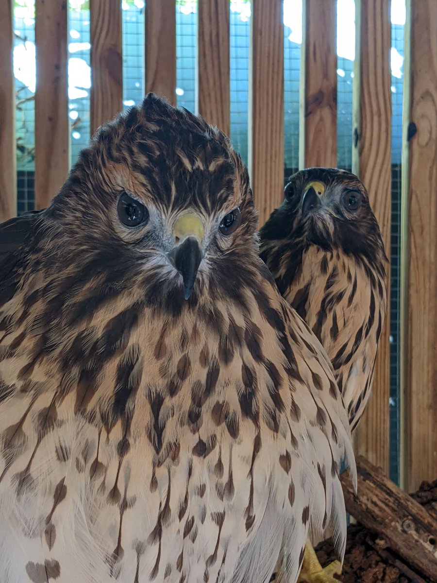 awarewildlife's tweet photo. Baby Red-shouldered Hawks! - https://t.co/FEYOpU9UYx https://t.co/EObvyQaPkp