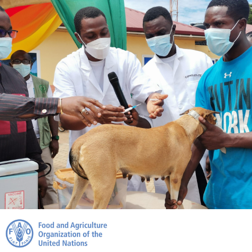 FAOGhana's tweet photo. Elimination of #Rabies by 2030 is Achievable through high #vaccination coverage and outreach awareness by engaging communities and fostering the participation of local leaders. #FAOECTAD #VSDGhana #WHO https://t.co/FrGXOE1PYl